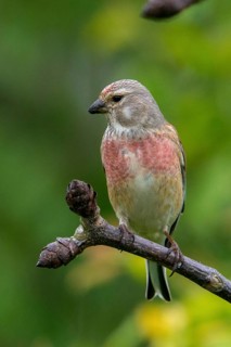 Acanthis cannabina, bloodtail, linaria cannabina, linnet, birds, high size, portrait, hanfling,