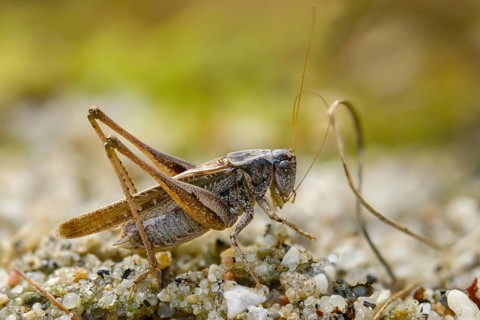Grey bush cricket, deciduous locusts, platycleis albopunctata, tettigonioidea, western bite scare,