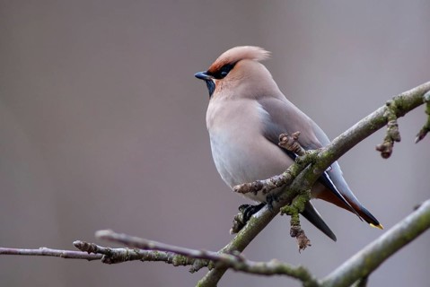 Bombycilla Garrulus, waxwing, birds, passeri, songbirds, songbirds, birds