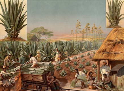 Agave harvest, sisal agave, workers harvesting and processing sisal plants. Traditional agave