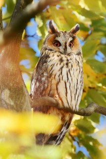 Long-eared owl (Asio otus) sitting in a tree in autumn, North Rhine-Westphalia, Germany