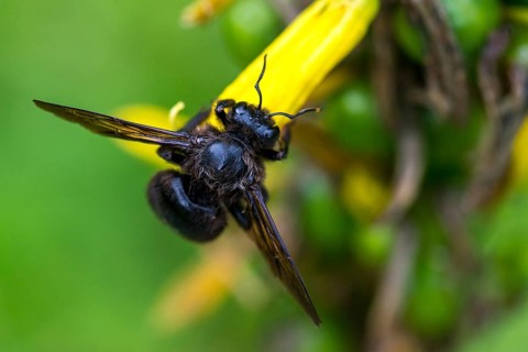 Apidae, bees, blue wood bee, large wood bee, hymenoptera, violet-winged wood bee, xylocopa