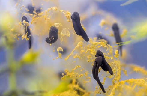 Common frog, common frog, rana temporaria, amphibians, amphibians, freshly hatched, frog, frog,