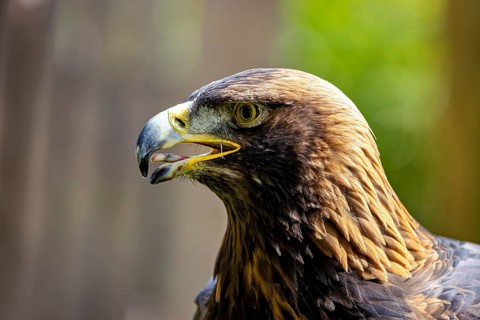 Portrait of an eagle with its beak open against a blurred background, a golden eagle (Aquila