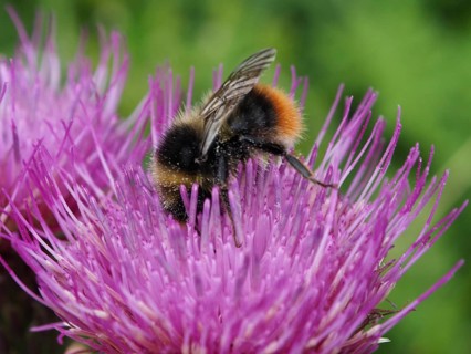 Close-up of a meadow bumblebee (Bombus pratorum) on a purple flower, the petals are covered in