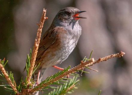 Dunnock, Dunnock, Prunella modularis, birds, song, passeri, singing, songbirds, birds