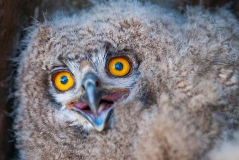 Bubo bubo, eagle owl, eagle owl, atmosphere, birds, owls, Extremadura, adolescent, owls, Spain,