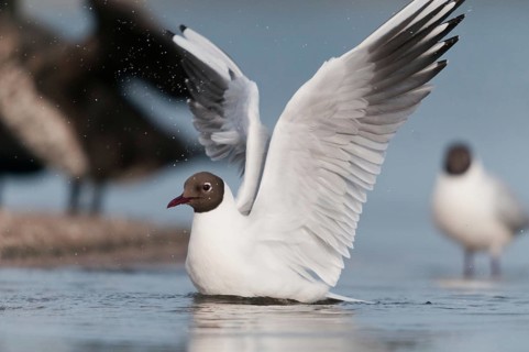 Black-headed gull, chroicocephalus ridibundus, black-headed gull, larus ridibundus, adult, birds,