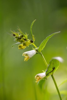 Brownroot, melampyrum sylvaticum, scrophulariaceae, forest quail wheat, flora, high size, vertical