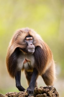 Gelada (Theropithecus gelada) male walking on an old tree trunk, captive, distribution africa