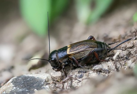 Field cricket, Gryllus campestris, ensifera, field cricket, crickets, insects, insects, long-feeler