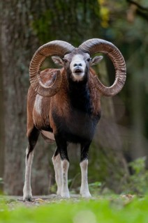 Artiodactyla, even-toed ungulate, mouflon, mouflon, mouflon, ovis gmelini musimon, cloven-hoofed,