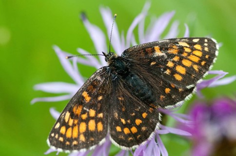 Common butterflies, heath fritillary, melitaea athalia, quail wheat moth, butterfly, insects,