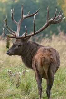 Artiodactyla, Cervus Elaphus, even-toed ungulate, cloven-hoofed, red deer, red deer, rutting, high