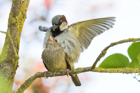 House sparrows (Passer domesticus) mating on a branch, Hesse, Germany