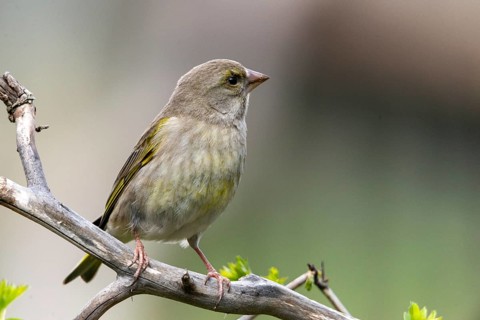 Carduelis chloris, chloris chloris, greenfinch, greenfinch, greenfinch, greenfinch, birds, passeri,