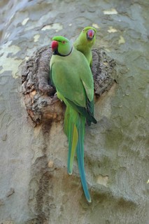 Two parrots are sitting together in a tree hollow: a rose-ringed parakeet (Psittacula krameri),