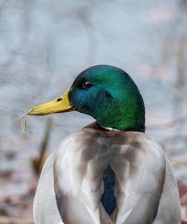 Anas platyrhynchos, mallard, mallard, anatidae, birds, ducks, ducks, ducks, drakes, high size,