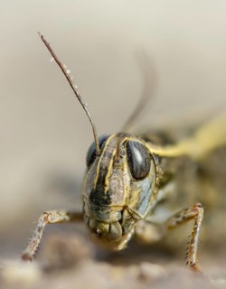 Acrididae, Brandenburg, Caelifera, Calliptamus italicus, Germany, field locust, Italian locust,