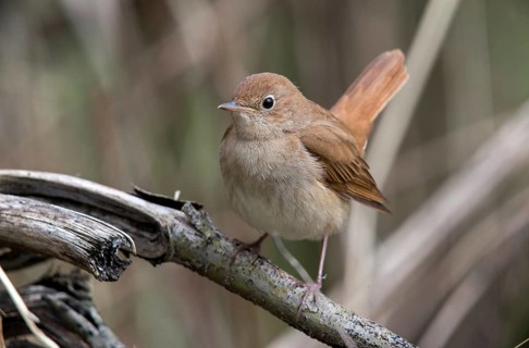 Luscinia megarhynchos, nightingale, birds, passeri, songbirds, songbirds, birds