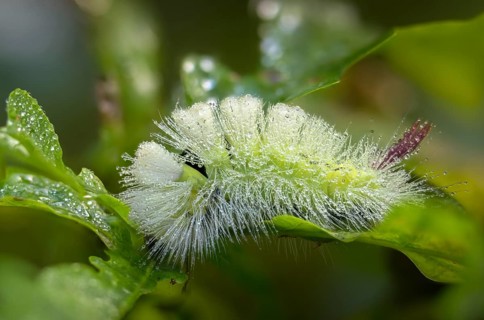 Beech extensor foot, beech redtail, calliteara pudibunda, dasychira pudibunda, elkneria pudibunda,