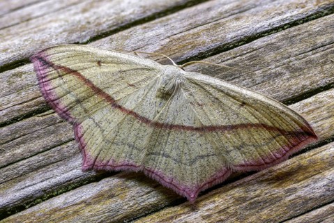 Ampferspanner, Calothysanis Amata, Liebling, Rotrandspanner, Timandra Comae, Blood-Vein, Insects,