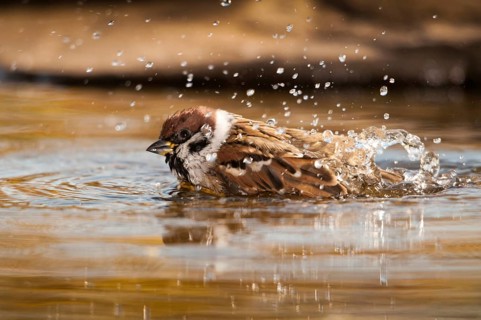 Tree Sparrow, Passer Montanus, Sparrow, Tree Sparrow, Bath, Bird Bath, Birds, Passeri, Songbirds,