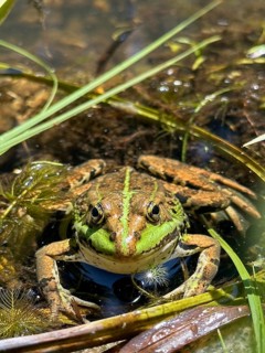 A pool frog (Pelophylax esculentus) lying in the water, Upper Bavaria, Bavaria, Germany