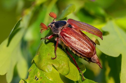 Leaf horn beetle, field may beetle, common may beetle, may bug, melolontha melolontha,