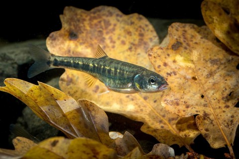 Bitterfish, minnow, Eurasian minnow, minnow, prille, phoxinus phoxinus, common minnow, fish,