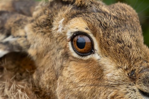 European brown hare (Lepus europaeus) adult animal head portrait, England, United Kingdom
