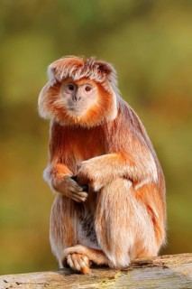 Javan lutung (Trachypithecus auratus) perched on a tree trunk, orange-brown colour variant, in