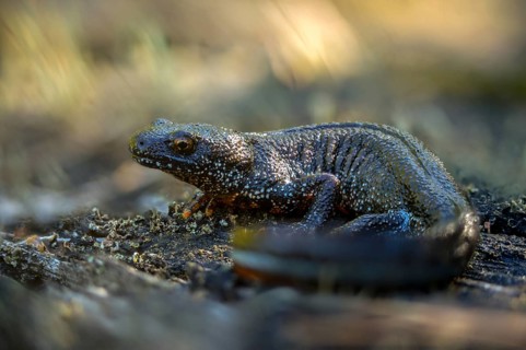 Brandenburg, Germany, Great Crested Newt, crested newt, Nabu, Nabu project, national natural