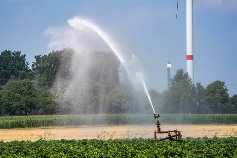 Artificial irrigation of a potato field with an irrigation system, long drought in summer makes