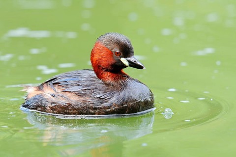 Little grebe (Tachybaptus ruficollis), swimming, North Rhine-Westphalia, Germany