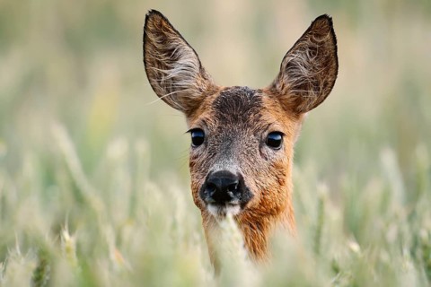 European roe deer (Capreolus capreolus), a doe in a wheat field, portrait, North Rhine-Westphalia,