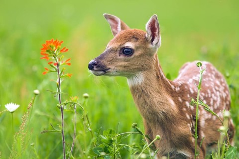 White-tailed deer (Odocoileus virginianus), Minnesota, USA. A fawn stands curiously in a lush,