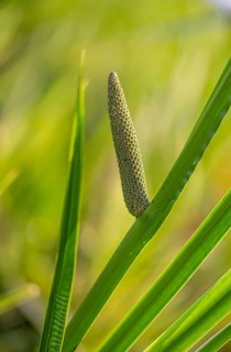 Acorus calamus, calamus, flora, high size, portrait, muskrat root, plants, sway, sweet flag