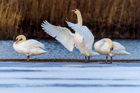 Mute swan (Cygnus olor), wildlife, Germany: three swans are standing on a patch of ice on the lake,