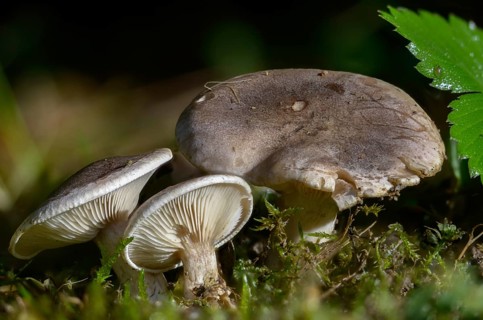 Grey-brown rubella knight, horn-gray rubella knight, lepista luscina, lepista panaeolus, marbled