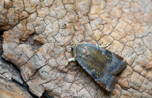 Species complex, ribbon owl, ribbon owl spec., Noctua Janthe/Janthina, insects, moths, moths,