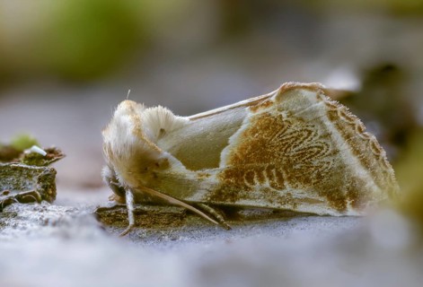 Agate owl moths, habrosyne pyritoides, buff arches, insects, moths, moths, butterflies
