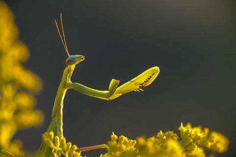 Brandenburg, Germany, European mantis, European praying mantis, mantis religiosa, mantis, Nabu,