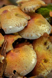 Chrome yellow Schüppling, Jahn's scalycap, Pholiota Jahnii, brush scraping, fungi, fungus, high