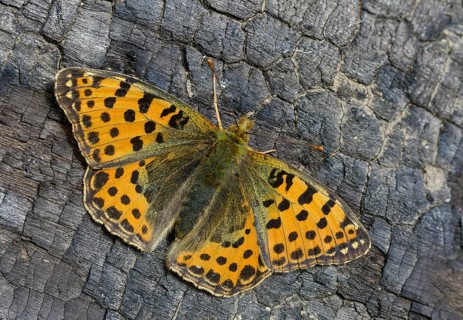 Argynnis Lathonia, Issoria Lathonia, little mother-of-pearl butterfly, queen of Spain fritillary,