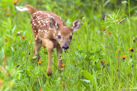White-tailed tailed deer, Odocoileus virginianus, White tailed deer, Minnesota, USA, A fawn jumps