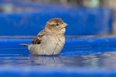 House sparrow (Passer domesticus) adult female bird bathing in water on a plastic tub lid, England,