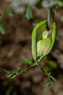 Angelica sylvestris, angelica, wild angelica, wild breastroot, flora, high size, portrait, plants,