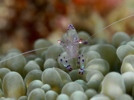 Saravati anemone shrimp (Ancylomenes sarasvati) on a green bubble anemone, Spice Reef dive site,