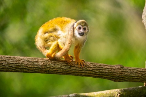 Common squirrel monkey (Saimiri sciureus) on a branchåç, captive, distribution South America